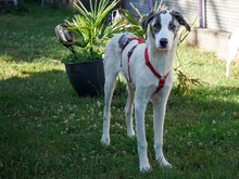 PASCAL, Hund, Mischlingshund in Oberviechtach