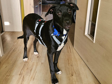 MIKAIL, Hund, Mischlingshund in Poing