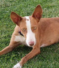 CARETA, Hund, Podenco Andaluz in Springe