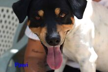 PAWI, Hund, Ratonero Bodeguero Andaluz in Spanien