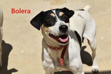 BOLERA, Hund, Ratonero Bodeguero Andaluz in Spanien