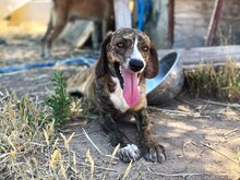 NELLO, Hund, Mischlingshund in Italien