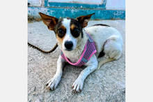 GUINDA, Hund, Bodeguero-Mix in Spanien