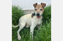 MAX, Hund, Mischlingshund in Spanien