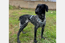 MIKA, Hund, Pointer-Mix in Spanien