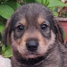 CARMEN, Hund, Mischlingshund in Griechenland
