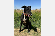 TOBO, Hund, Galgo Español in Spanien