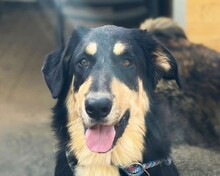 ODIN, Hund, Mischlingshund in Aerzen