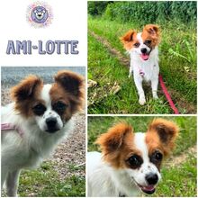AMI-LOTTE, Hund, Mischlingshund in Ribnitz-Damgarten