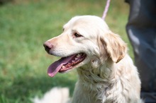 SURYA, Hund, Golden Retriever-Mix in Ungarn