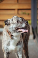 FLORI, Hund, Mischlingshund in Stolberg