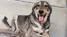 KAJI, Hund, Mischlingshund in Hamburg