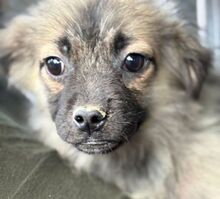 NUKKA, Hund, Mischlingshund in Rumänien