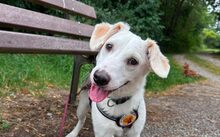 WINNIE, Hund, Mischlingshund in Laufach