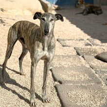 FARAON, Hund, Galgo Español in Spanien