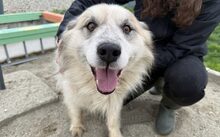 BERNIE, Hund, Herdenschutzhund-Mix in München