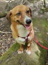TAPSY, Hund, Mischlingshund in Gelnhausen