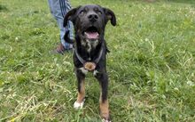 FITO, Hund, Deutscher Schäferhund-Terrier-Mix in Simmerath