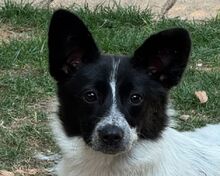 LULA, Hund, Mischlingshund in Rösrath