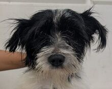 MALY, Hund, Shih Tzu - Yorki - Mix in Köln