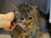 PAULCHEN, Katze, Europäisch Kurzhaar in Hamburg