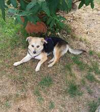 RICKA, Hund, Mischlingshund in Roth