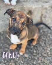 DONUT, Hund, Mischlingshund in Rumänien