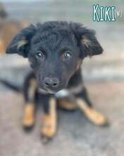 KIKI, Hund, Mischlingshund in Rumänien