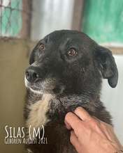 SILAS, Hund, Mischlingshund in Rumänien
