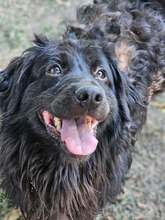 TRIXI, Hund, Mischlingshund in Rumänien