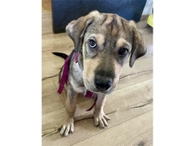 YONA, Hund, Mischlingshund in Erlangen