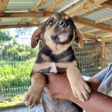 HERMES, Hund, Mischlingshund in Rumänien