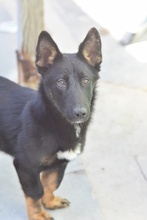 CHAIRMAN, Hund, Deutscher Schäferhund-Mix in Spanien