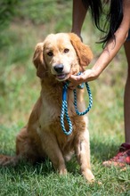 SORENZO, Hund, Golden Retriever in Ungarn