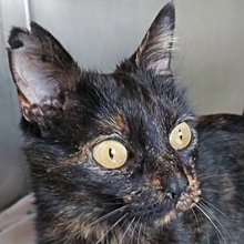 JUANI, Katze, Europäisch Kurzhaar in Spanien