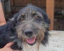 MAREN, Hund, Mischlingshund in Rumänien