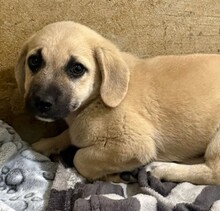 UMIKI, Hund, Mischlingshund in Rumänien