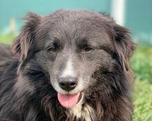 PEPSI, Hund, Mischlingshund in Rösrath