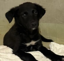 RIO, Hund, Mischlingshund in Rumänien