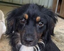ERIC, Hund, Mischlingshund in Rumänien