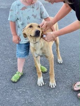 PLUMY, Hund, Mischlingshund in Griechenland
