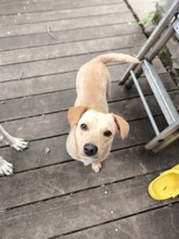 MILLIE, Hund, Mischlingshund in Stadthagen