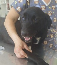 JUNA, Hund, Mischlingshund in Kallmünz
