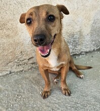 ELLA, Hund, Mischlinghund in Italien