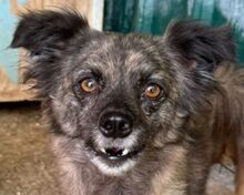 SMOKEY, Hund, Mischlingshund in Rösrath