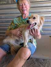 FREDDY, Hund, Mischlingshund in Gelsenkirchen