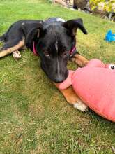 ROMINA, Hund, Mischlingshund in Hennef