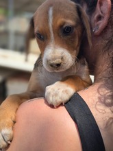 BETTIE, Hund, Mischlingshund in Griechenland