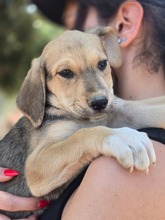 VAL, Hund, Mischlingshund in Griechenland