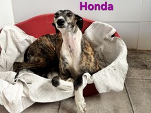 HONDA, Hund, Galgo Español in Spanien